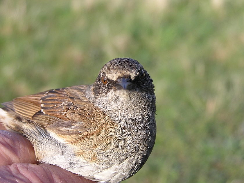 Dunnock, Sundre 20080503